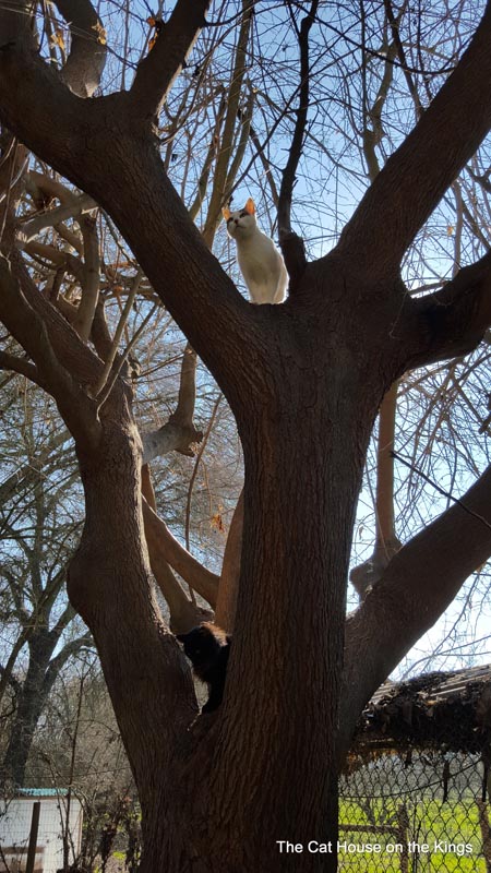 Real cat tree