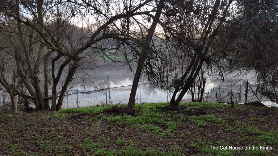 Kings River morning mist