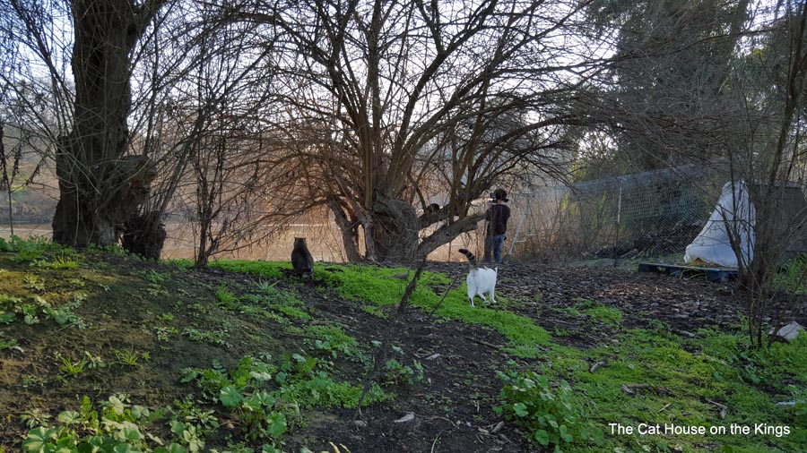 Kings River Cat Trees
