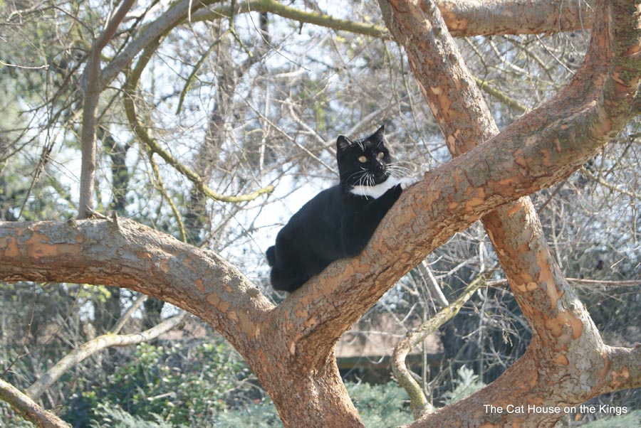 Daphne Lyneas Cat