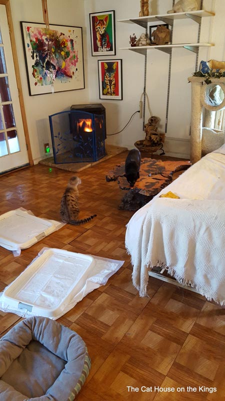 Lynea Foster Home