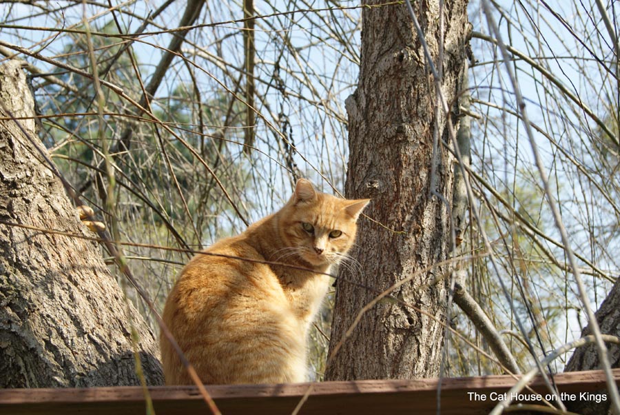 Cat tree perch