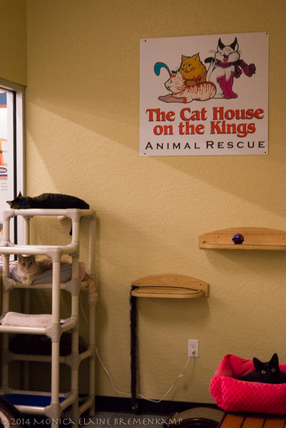 Cat house on deals the kings petco