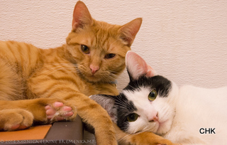 petco kittens