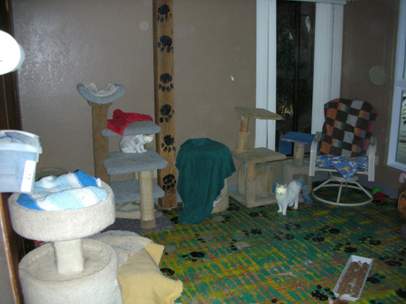 Kitty Garden - Click to enlarge Kitty Garden - Click to enlarge