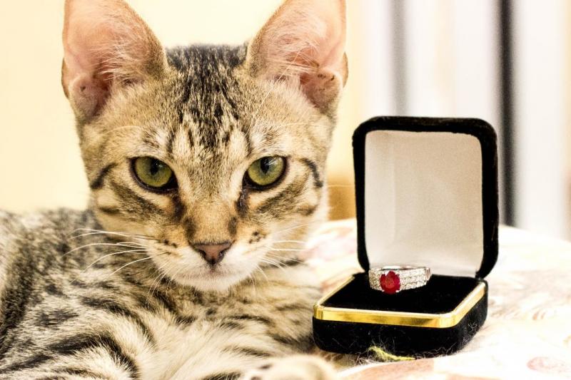Diamond & Ruby Fashion Ring - Click to enlarge Diamond & Ruby Fashion Ring - Click to enlarge