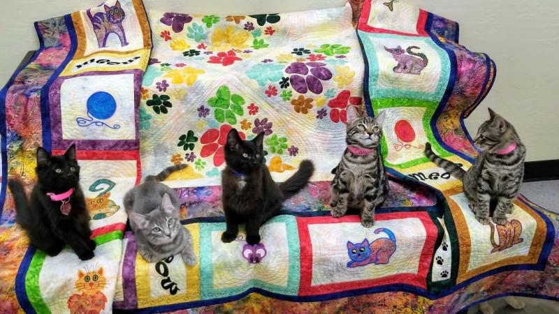 Multicolored Cat Quilt - Click to enlarge Multicolored Cat Quilt - Click to enlarge
