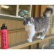 The Cat House on the Kings Aluminum Bottle - Matte Red