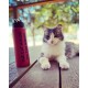 The Cat House on the Kings Aluminum Bottle - Matte Red