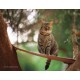 The Cat House on the Kings 2025 Calendar